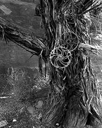 Richard Hyatt Andy Ruland Canyonlands Treeglyphs